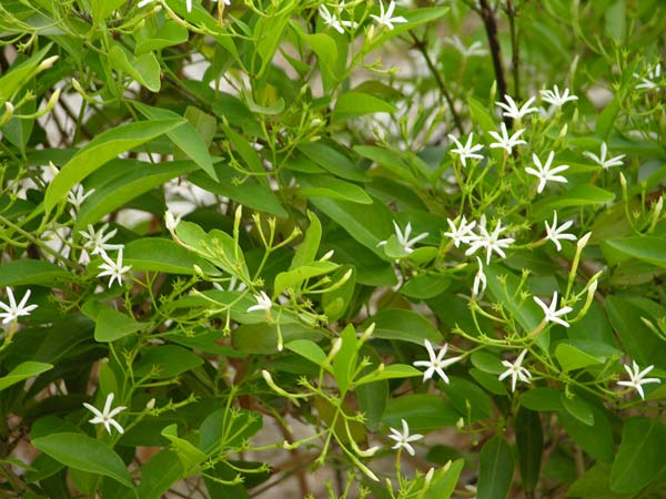 jasminum simplicifolium 02