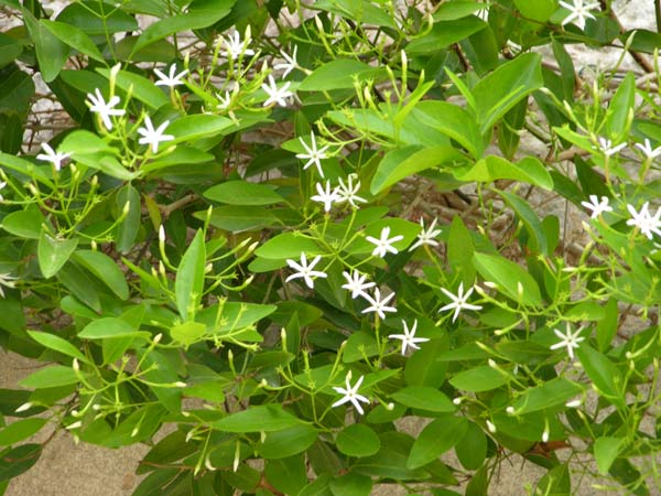 jasminum simplicifolium 03
