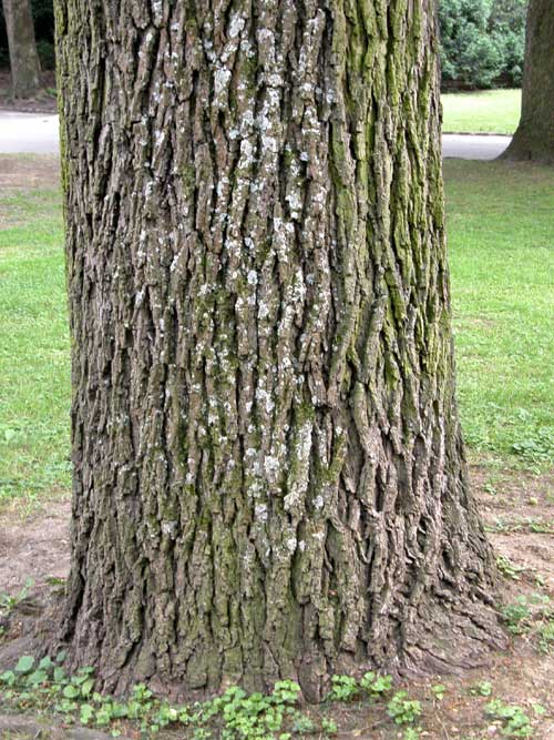 juglans microcarpa 01