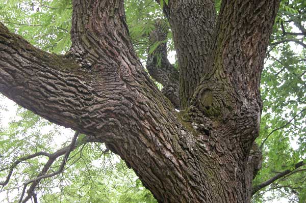 juglans microcarpa 02