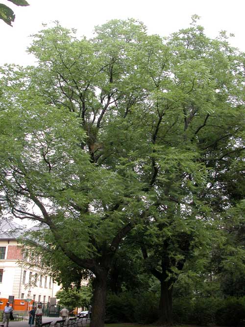 juglans microcarpa 03