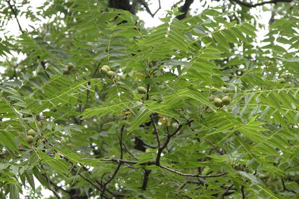 juglans microcarpa 04