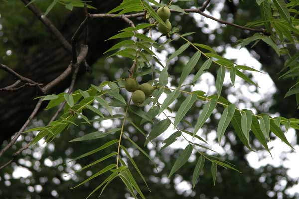 juglans microcarpa 05