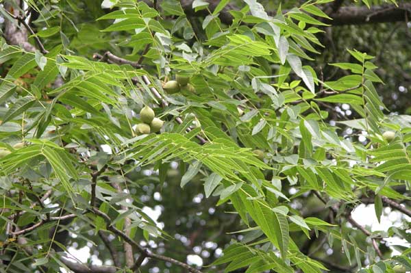 juglans microcarpa 06
