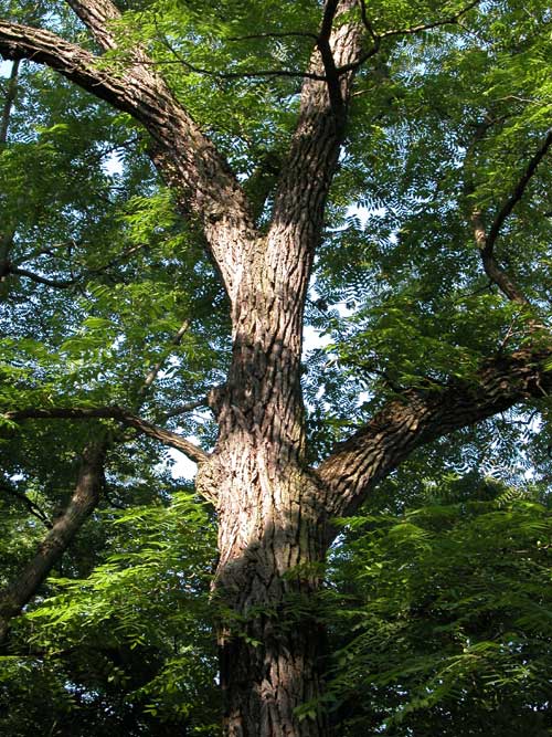 juglans nigra 02