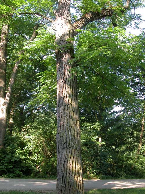 juglans nigra 03