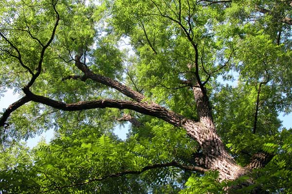 juglans nigra 04