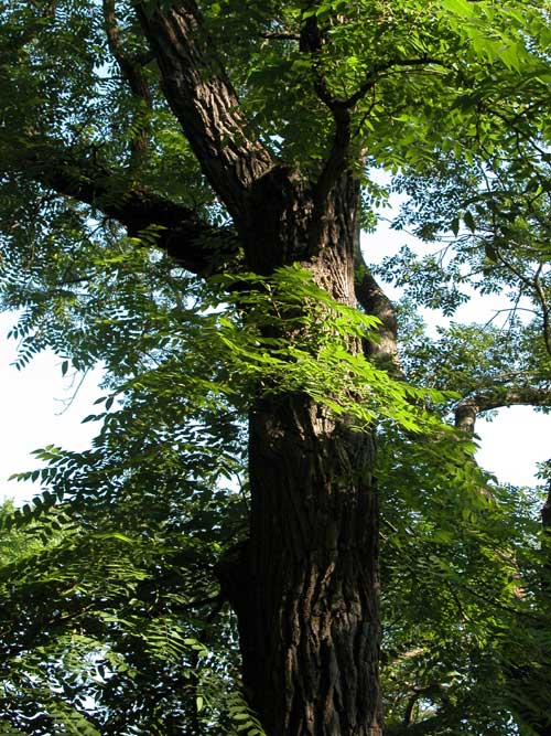juglans nigra 06