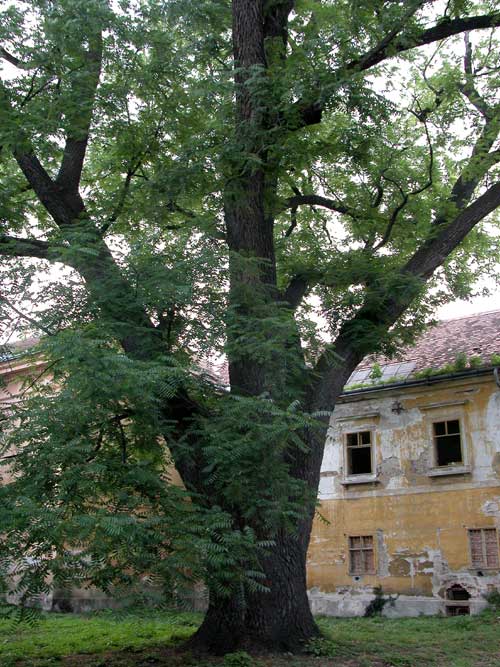 juglans nigra 07