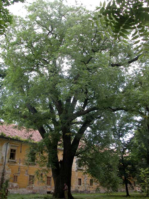 juglans nigra 08
