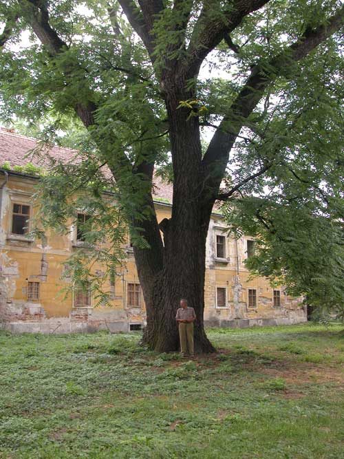 juglans nigra 09