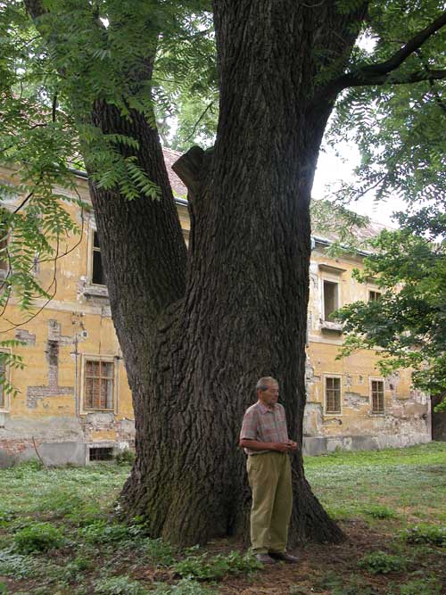 juglans nigra 10