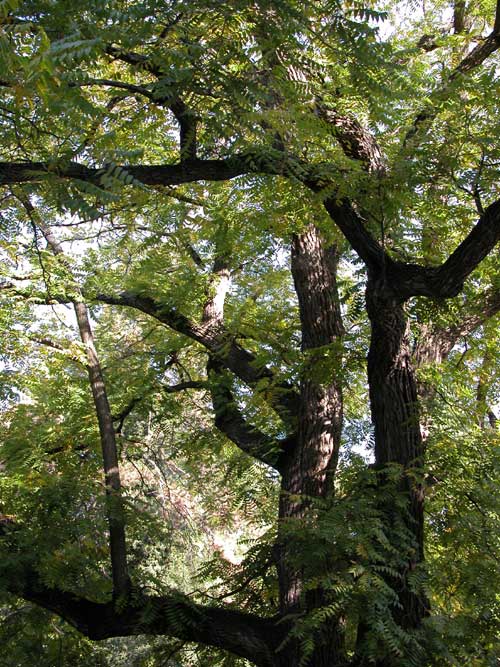 juglans nigra 11