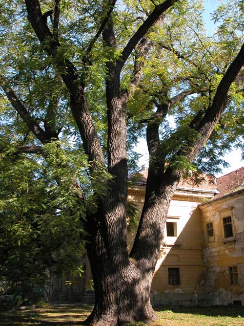 juglans nigra 12