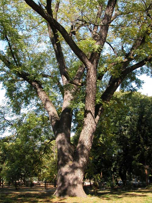 juglans nigra 13