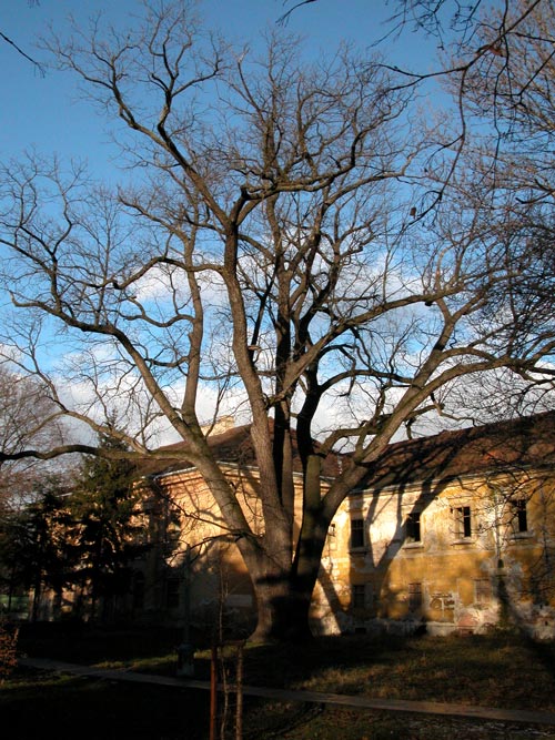 juglans nigra 14