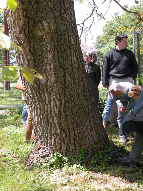 juglans regia 01