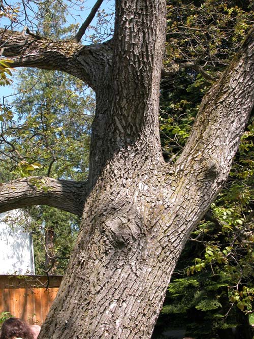 juglans regia 02
