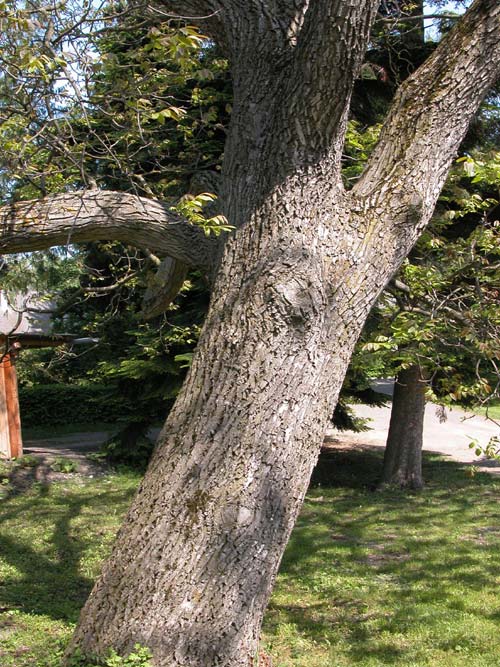 juglans regia 03