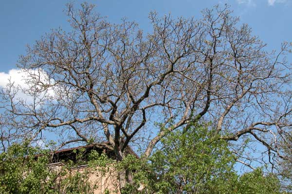 juglans regia 04