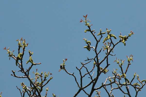 juglans regia 05
