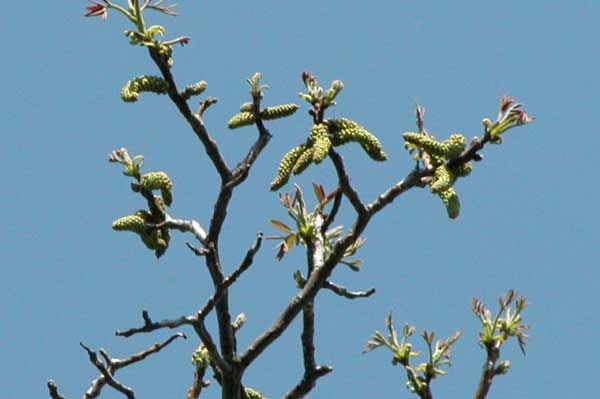 juglans regia 06