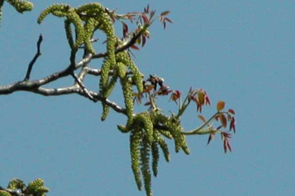 juglans regia 07
