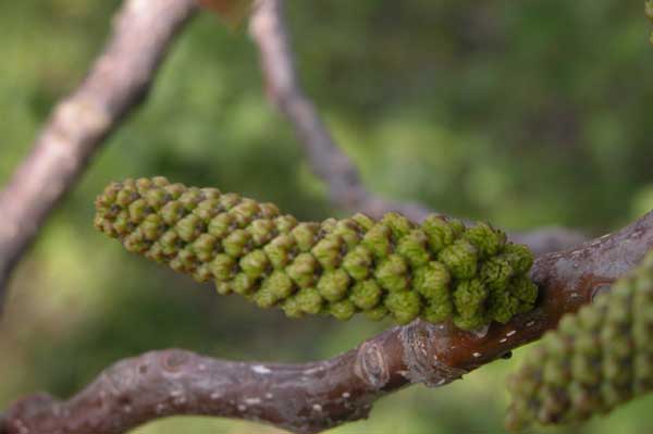 juglans regia 08