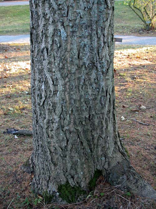juglans x sinensis 01