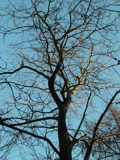 juglans x sinensis 02