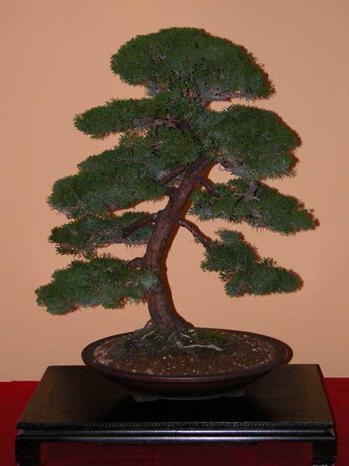 juniperus chinensis bon 01