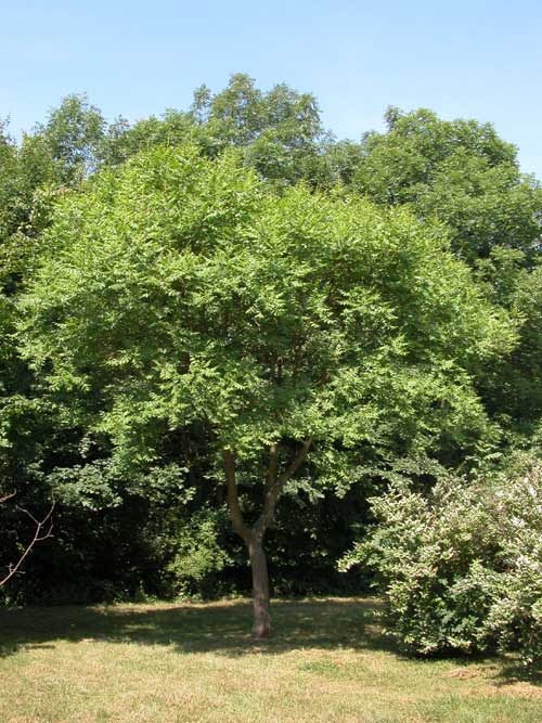 koelreuteria paniculata 01