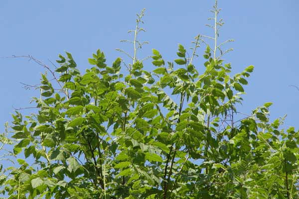 koelreuteria paniculata 02