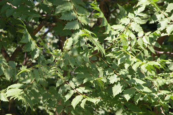 koelreuteria paniculata 03