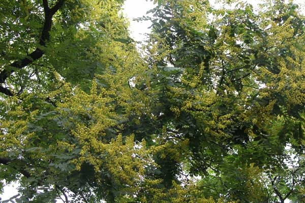 koelreuteria paniculata 04