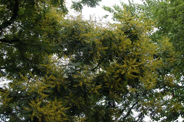 koelreuteria paniculata 05