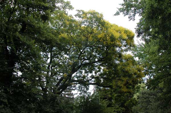 koelreuteria paniculata 06