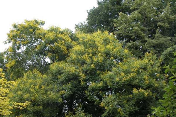 koelreuteria paniculata 07