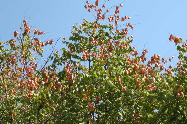 koelreuteria paniculata 08
