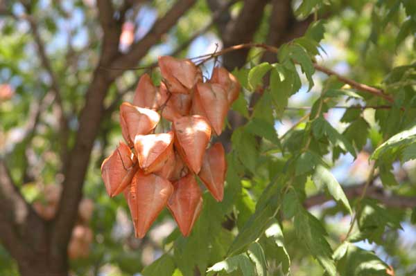 koelreuteria paniculata 10