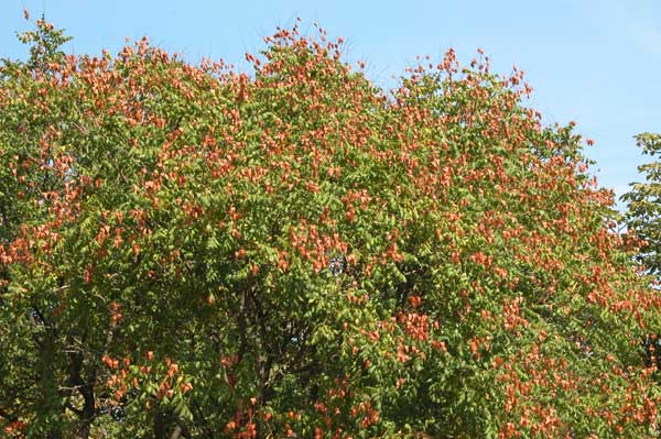 koelreuteria paniculata 11