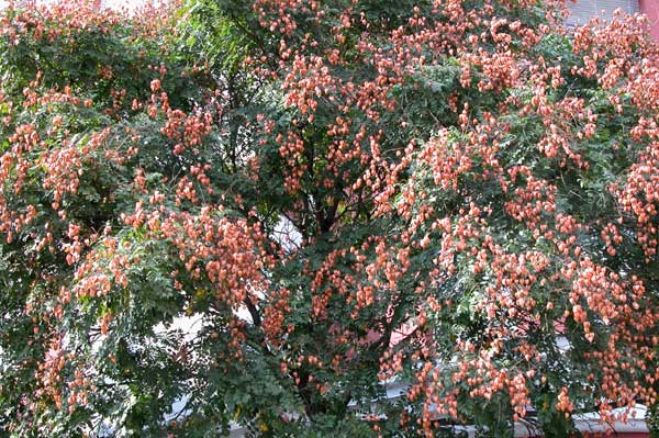 koelreuteria paniculata 13
