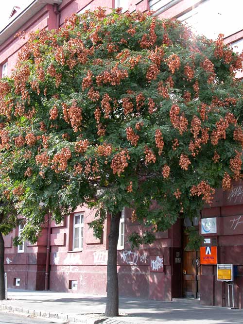 koelreuteria paniculata 14