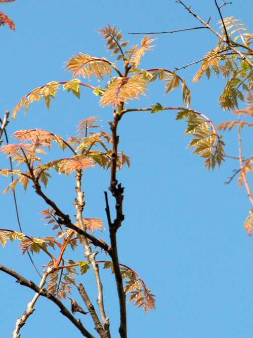 koelreuteria paniculata 15
