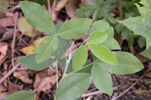 laburnum anagyroides 01