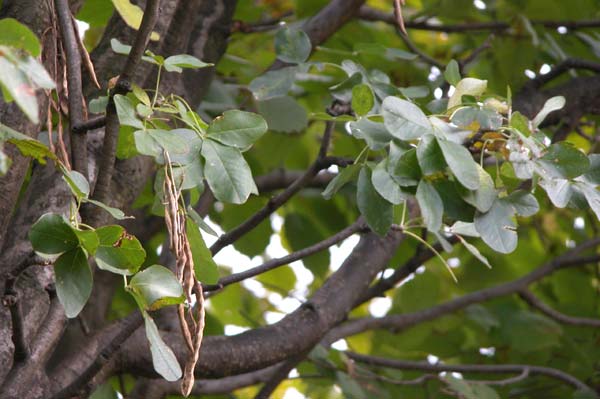 laburnum anagyroides 02