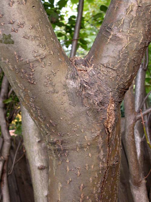 laburnum anagyroides 03