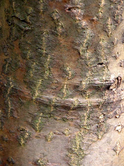 laburnum anagyroides 04
