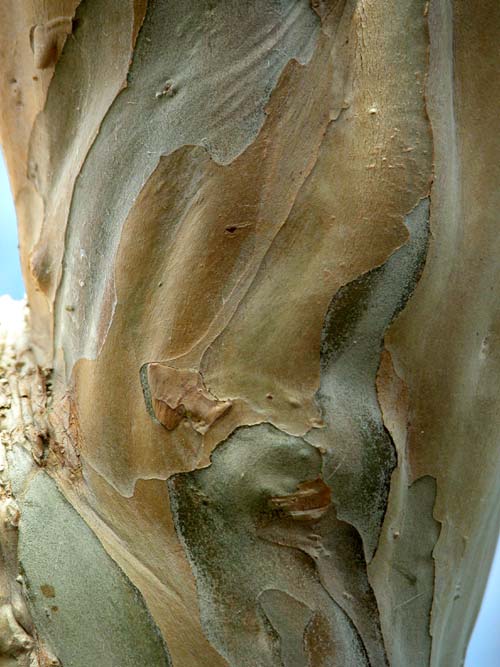 lagerstroemia indica 01