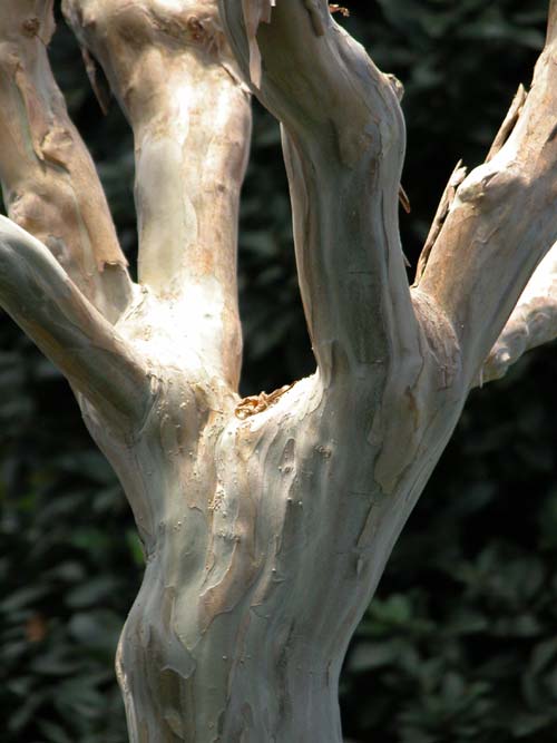 lagerstroemia indica 03